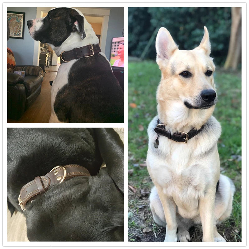 Rolled Leather Dog Collar