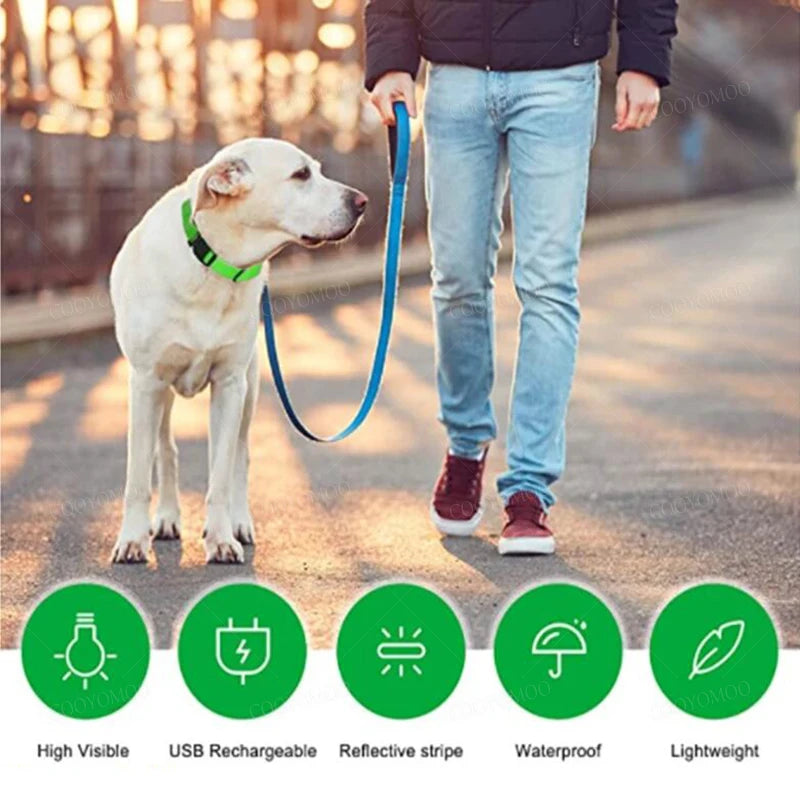 Dog Collar With A Light