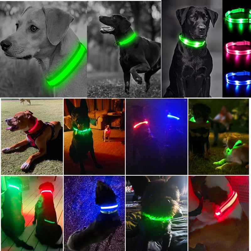 Dog Collar With A Light