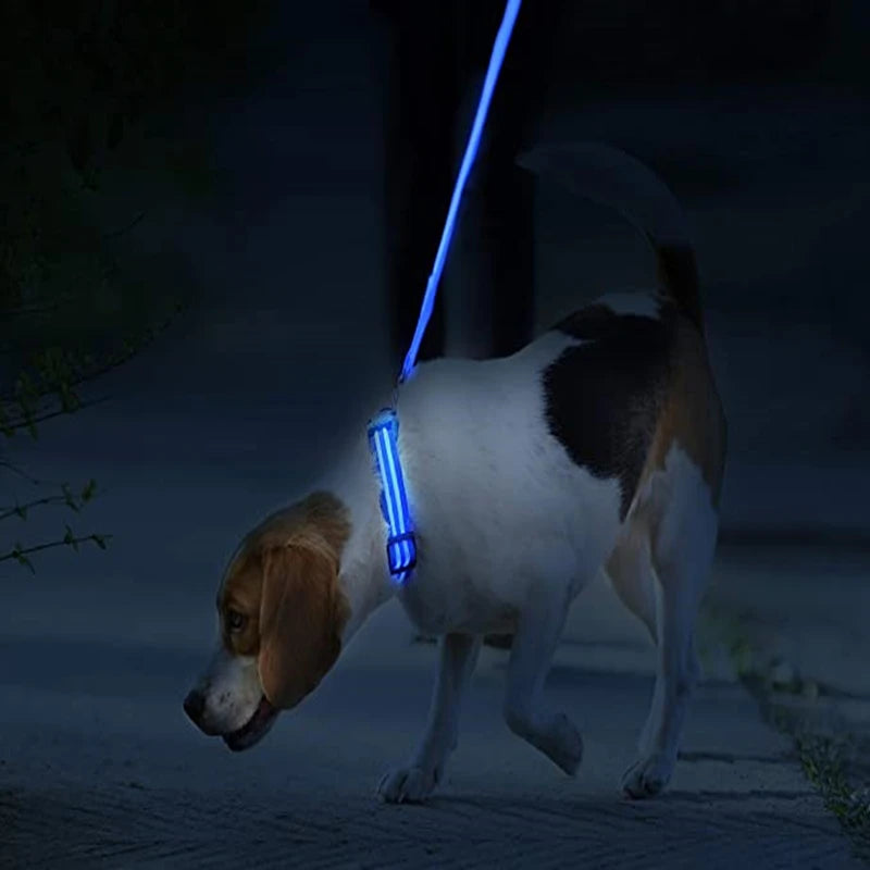 Dog Collar With A Light