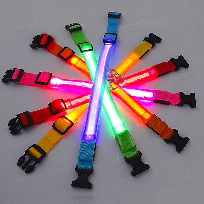 Dog Collar With A Light