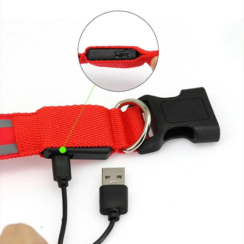 Dog Light Up Collar