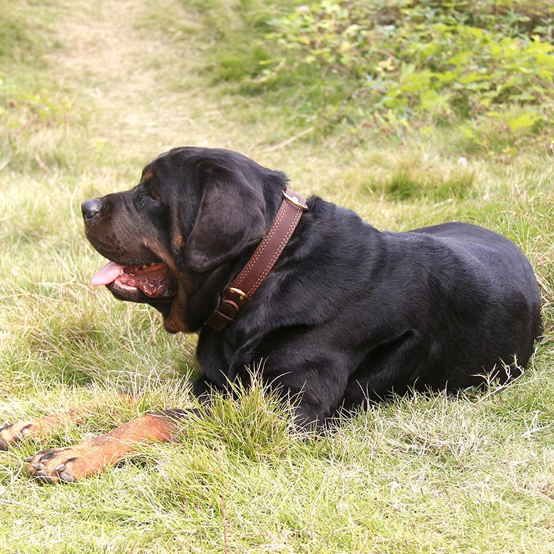 Rolled Leather Dog Collar