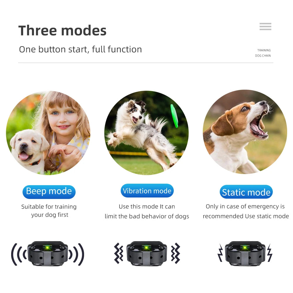 Training Shock Collar Dog