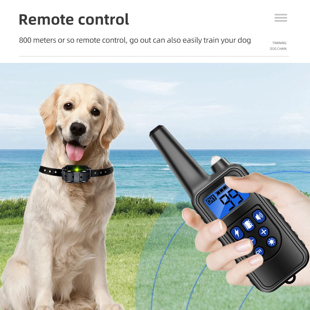 Training Shock Collar Dog