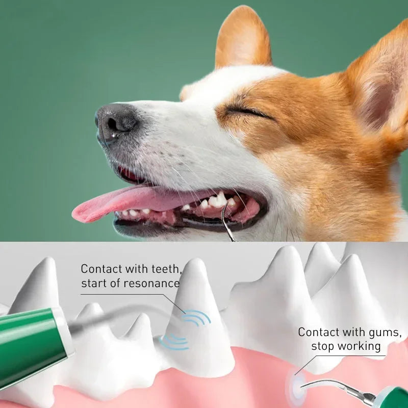Electric Toothbrush For Dogs